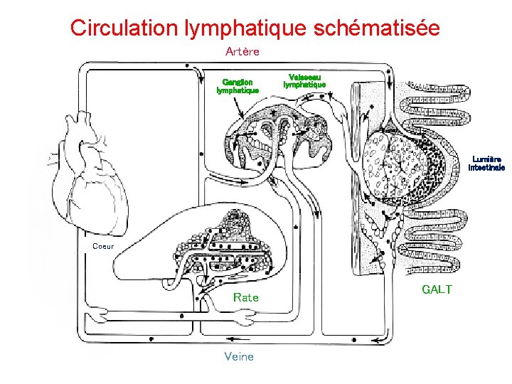 Circulation lymphatique schématisée Artère Ganglion lymphatique Vaisseau lymphatique Lumière intestinale Coeur Rate Veine GALT