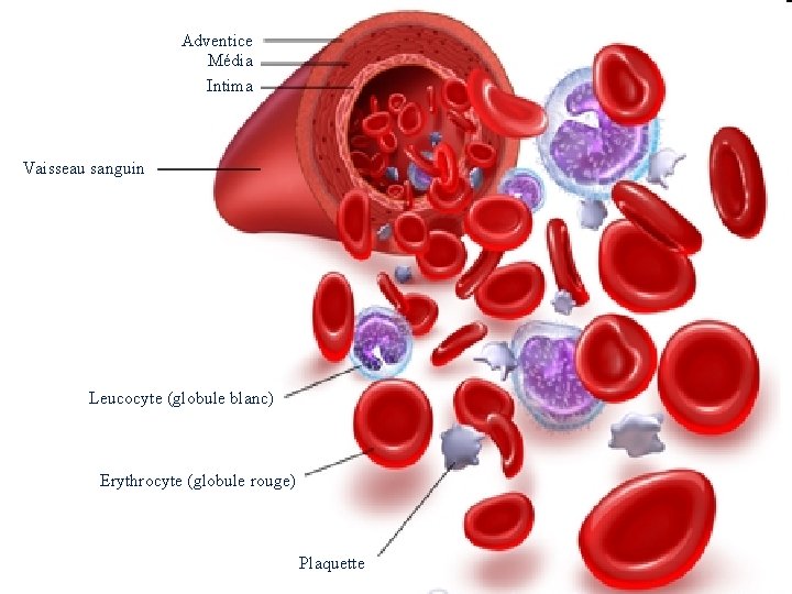 Adventice Média Intima Vaisseau sanguin Leucocyte (globule blanc) Erythrocyte (globule rouge) Plaquette 