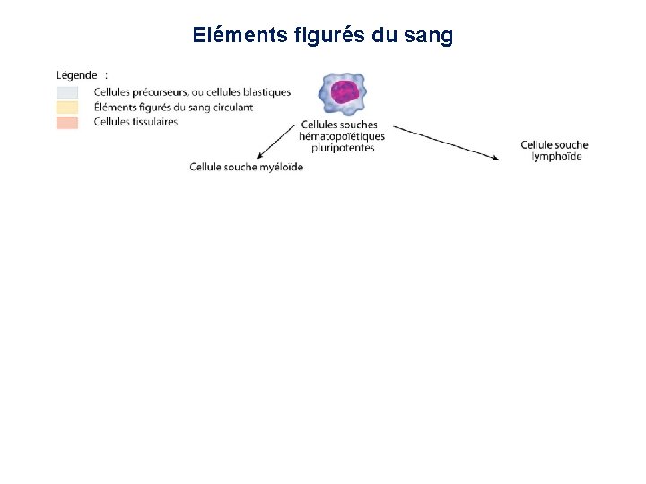 Eléments figurés du sang 