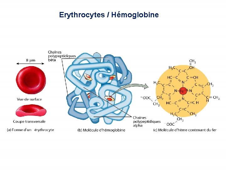 Erythrocytes / Hémoglobine 