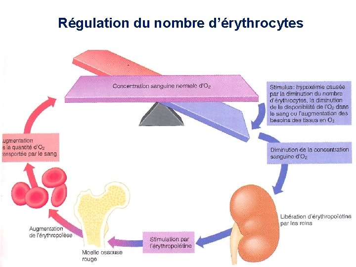 Régulation du nombre d’érythrocytes 