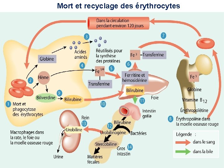 Mort et recyclage des érythrocytes 