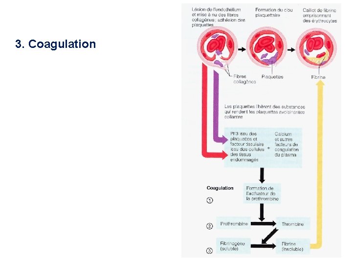 3. Coagulation 