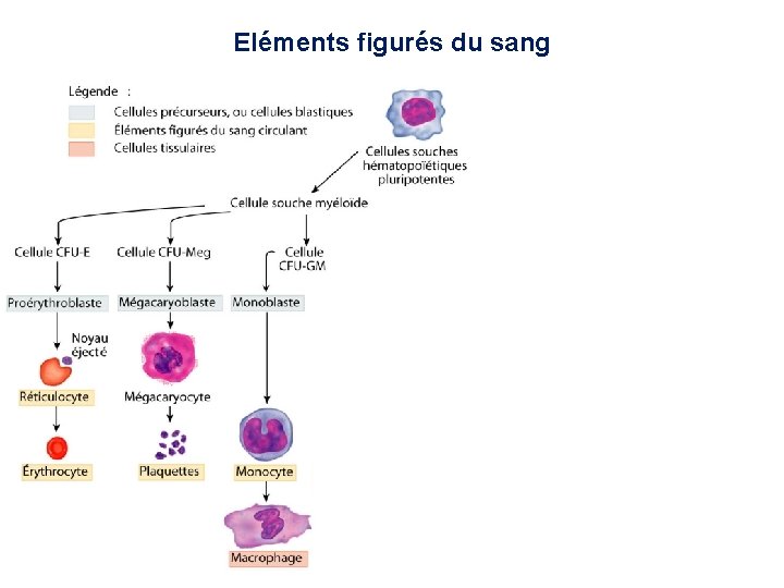 Eléments figurés du sang 