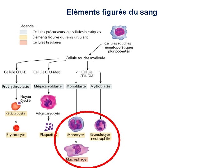 Eléments figurés du sang 