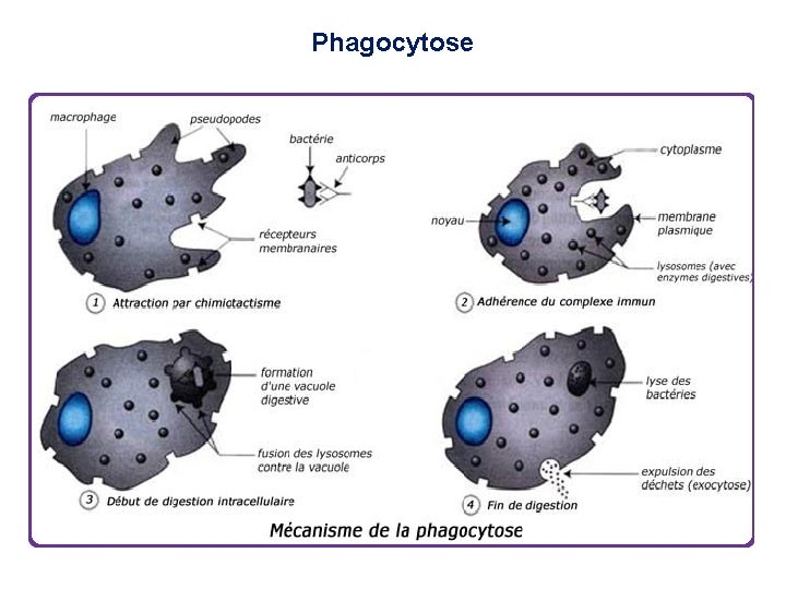 Phagocytose 