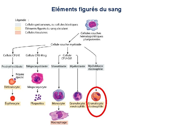 Eléments figurés du sang 