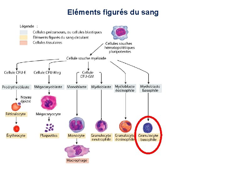 Eléments figurés du sang 