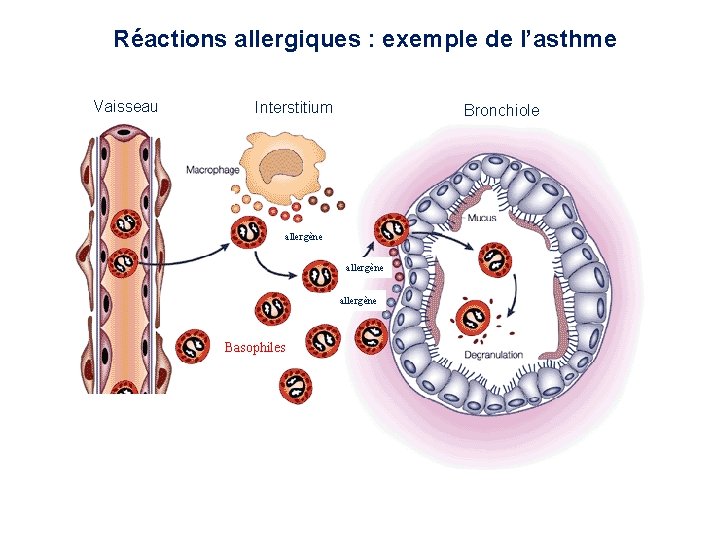 Réactions allergiques : exemple de l’asthme Vaisseau Interstitium Bronchiole allergène Basophiles 