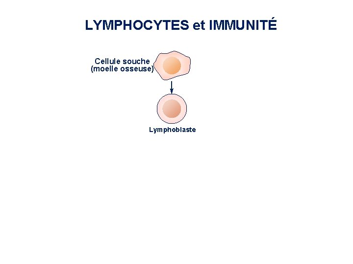 LYMPHOCYTES et IMMUNITÉ Cellule souche (moelle osseuse) Foie Rate Lymphocyte B Thymus périnatal Lymphocyte