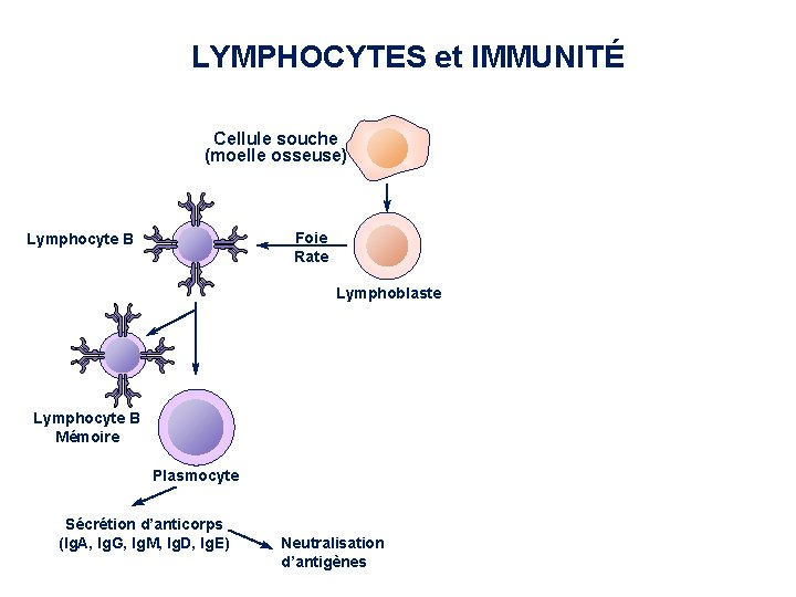 LYMPHOCYTES et IMMUNITÉ Cellule souche (moelle osseuse) Foie Rate Lymphocyte B Thymus périnatal Lymphocyte