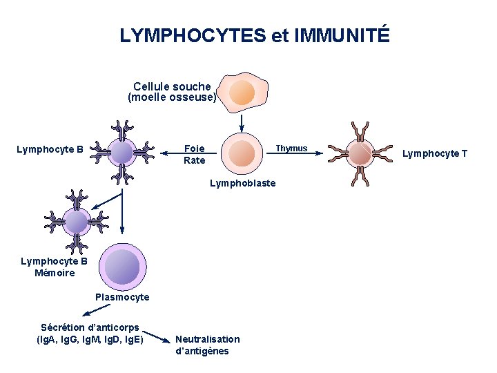 LYMPHOCYTES et IMMUNITÉ Cellule souche (moelle osseuse) Foie Rate Lymphocyte B Thymus périnatal Lymphocyte