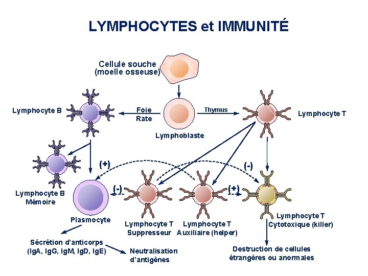 LYMPHOCYTES et IMMUNITÉ Cellule souche (moelle osseuse) Foie Rate Lymphocyte B Thymus périnatal Lymphocyte