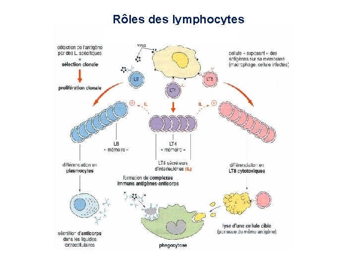 Rôles des lymphocytes 