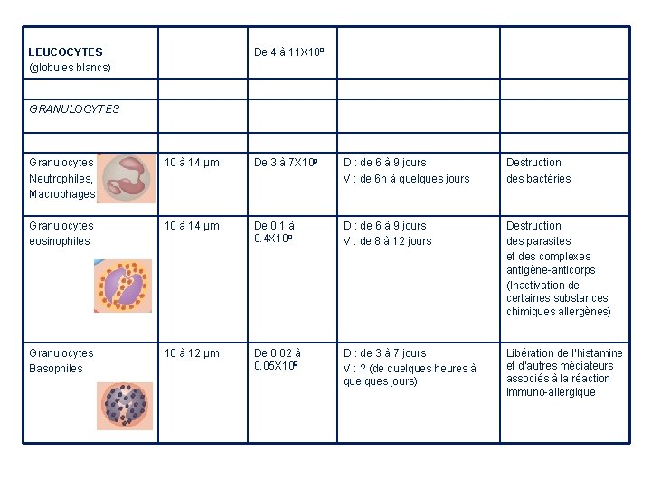 LEUCOCYTES (globules blancs) De 4 à 11 X 109 GRANULOCYTES Granulocytes Neutrophiles, Macrophages 10