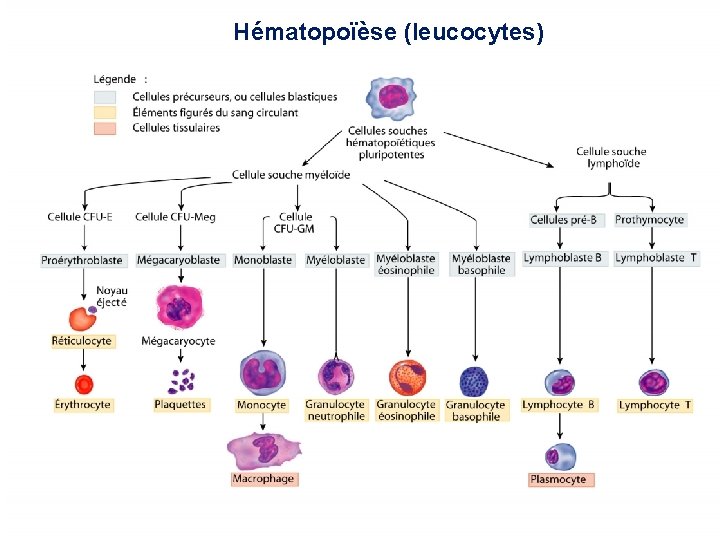 Hématopoïèse (leucocytes) 