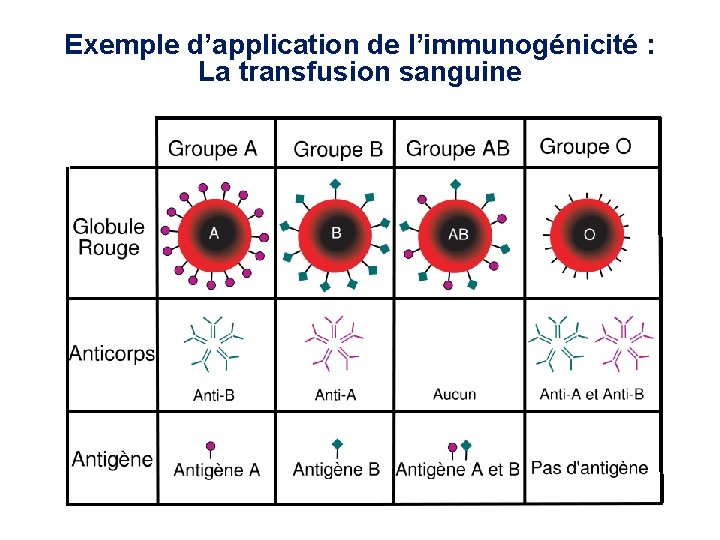 Exemple d’application de l’immunogénicité : La transfusion sanguine 