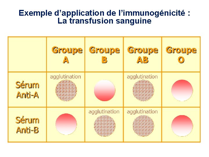 Exemple d’application de l’immunogénicité : La transfusion sanguine 