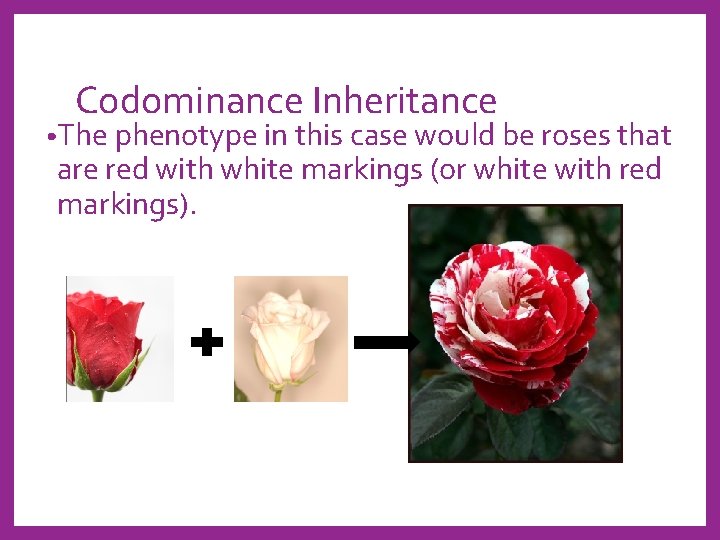 Codominance Inheritance • The phenotype in this case would be roses that are red