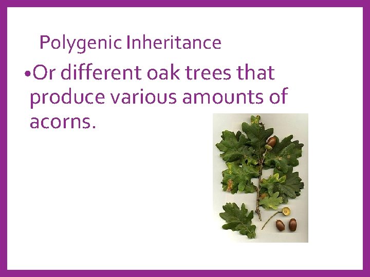 Polygenic Inheritance • Or different oak trees that produce various amounts of acorns. 