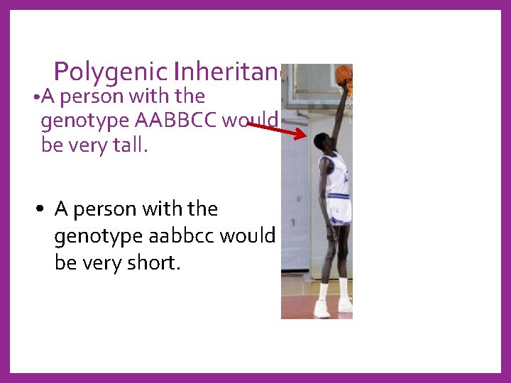 Polygenic Inheritance • A person with the genotype AABBCC would be very tall. •