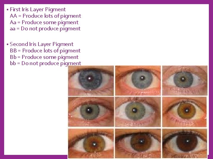  • First Iris Layer Pigment AA = Produce lots of pigment Aa =