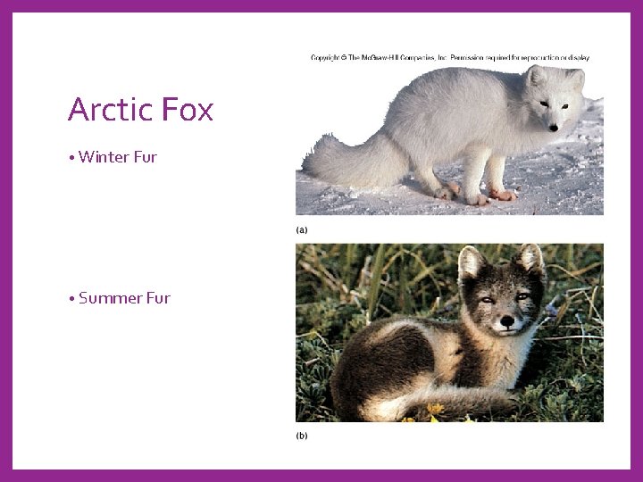 Arctic Fox • Winter Fur • Summer Fur 
