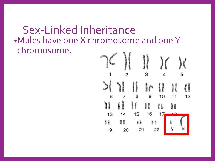 Sex-Linked Inheritance • Males have one X chromosome and one Y chromosome. 