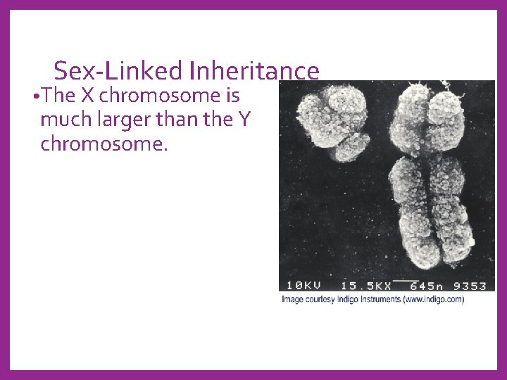 Sex-Linked Inheritance • The X chromosome is much larger than the Y chromosome. 