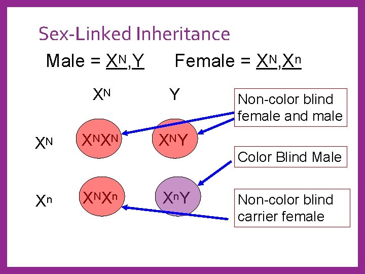 Sex-Linked Inheritance Male = XN, Y Female = XN, Xn XN Y XN X