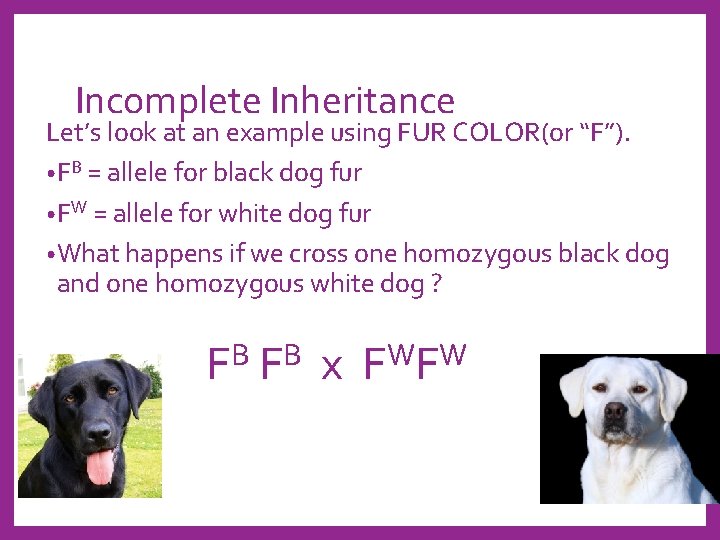 Incomplete Inheritance Let’s look at an example using FUR COLOR(or “F”). • FB =