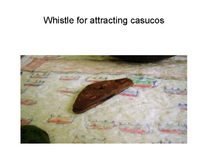 Whistle for attracting casucos 