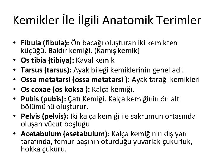 Kemikler İle İlgili Anatomik Terimler • Fibula (fibula): Ön bacağı oluşturan iki kemikten küçüğü.