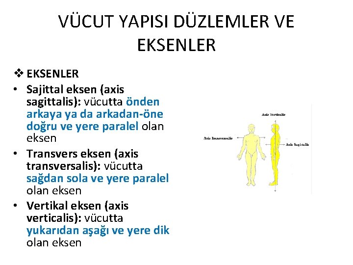 VÜCUT YAPISI DÜZLEMLER VE EKSENLER v EKSENLER • Sajittal eksen (axis sagittalis): vücutta önden