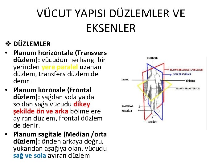 VÜCUT YAPISI DÜZLEMLER VE EKSENLER v DÜZLEMLER • Planum horizontale (Transvers düzlem): vücudun herhangi