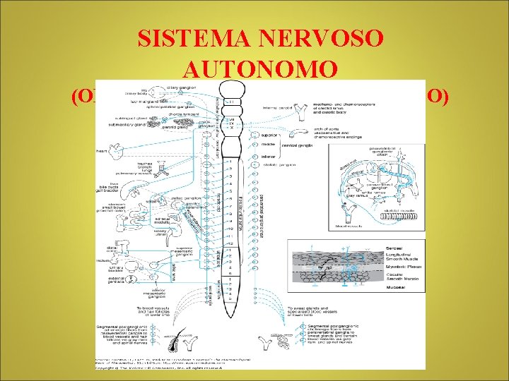 SISTEMA NERVOSO AUTONOMO (ORTOSIMPATICO E PARASIMPATICO) 