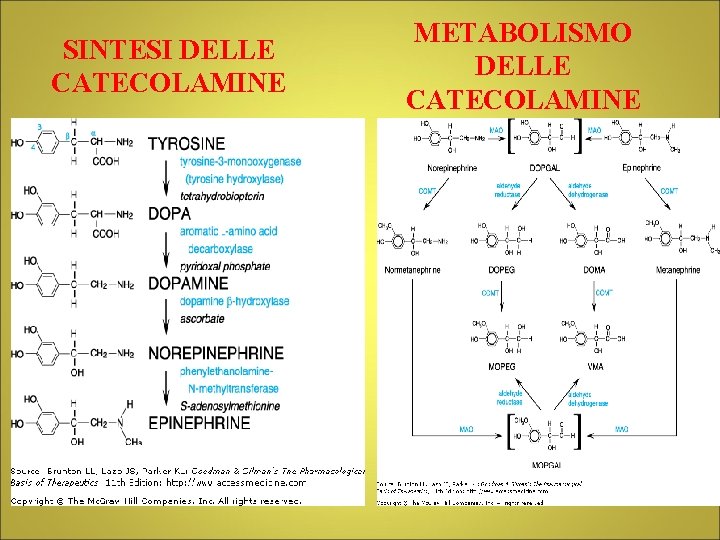 SINTESI DELLE CATECOLAMINE METABOLISMO DELLE CATECOLAMINE 