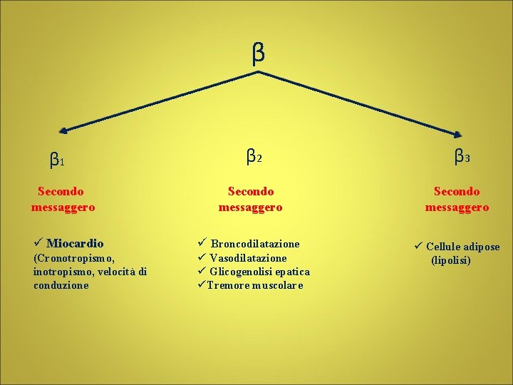 β β 1 Secondo messaggero β 2 β 3 Secondo messaggero ü Miocardio ü