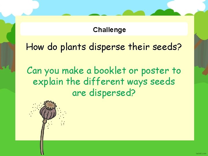Challenge How do plants disperse their seeds? Can you make a booklet or poster