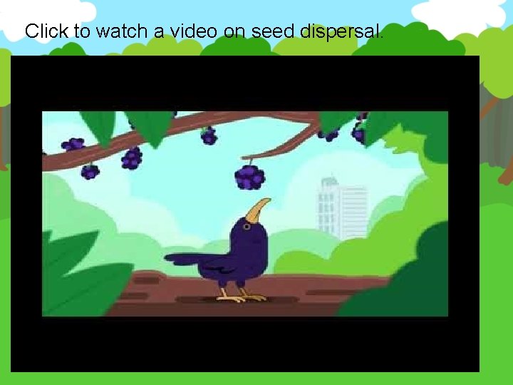 Click to watch a video on seed dispersal. 