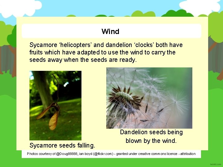 Wind Sycamore ‘helicopters’ and dandelion ‘clocks’ both have fruits which have adapted to use