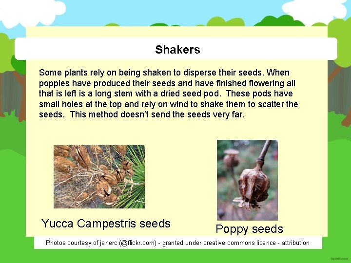 Shakers Some plants rely on being shaken to disperse their seeds. When poppies have
