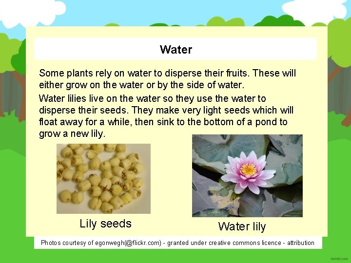 Water Some plants rely on water to disperse their fruits. These will either grow