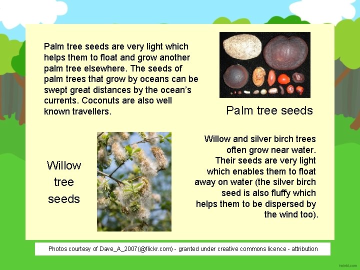 Palm tree seeds are very light which helps them to float and grow another