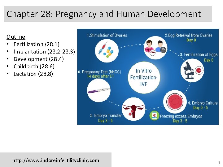 Chapter 28: Pregnancy and Human Development Outline: • Fertilization (28. 1) • Implantation (28.