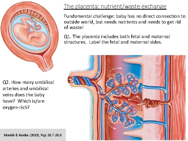 The placenta: nutrient/waste exchange Fundamental challenge: baby has no direct connection to outside world,