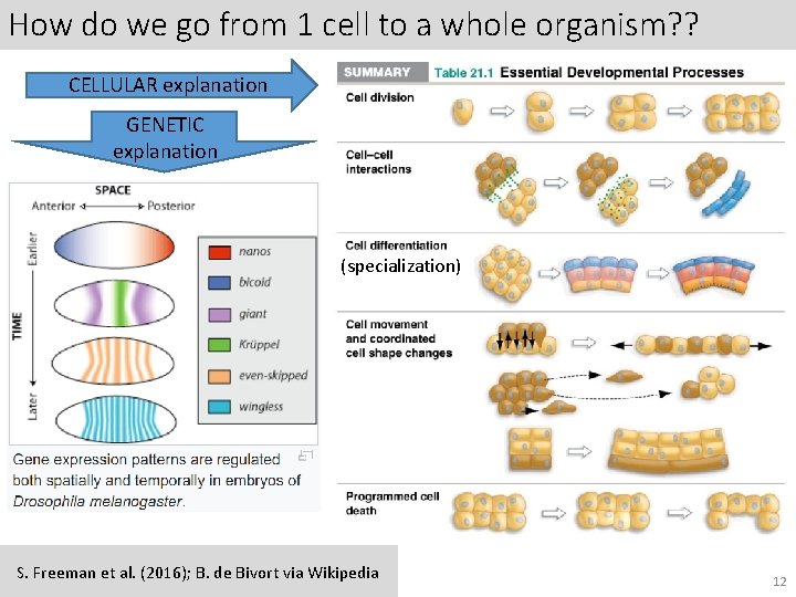 How do we go from 1 cell to a whole organism? ? CELLULAR explanation