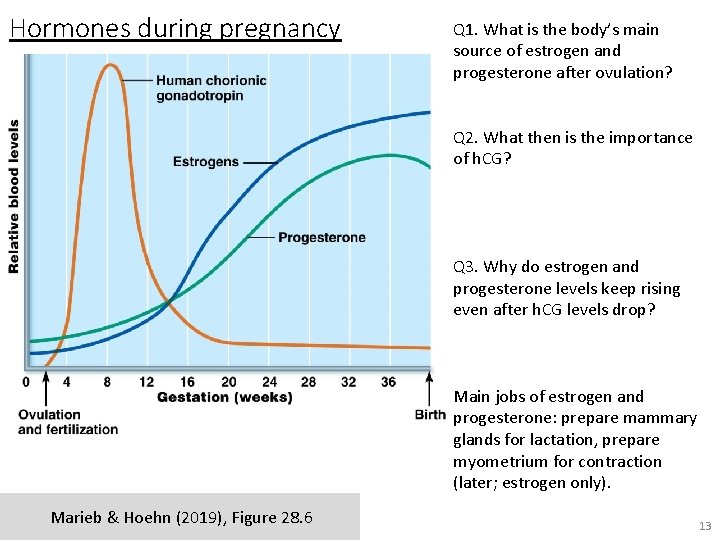 Hormones during pregnancy Q 1. What is the body’s main source of estrogen and