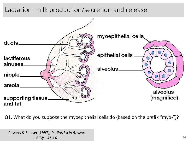 Lactation: milk production/secretion and release Lactation occurs in 2 steps: production/secretion and ejection (let