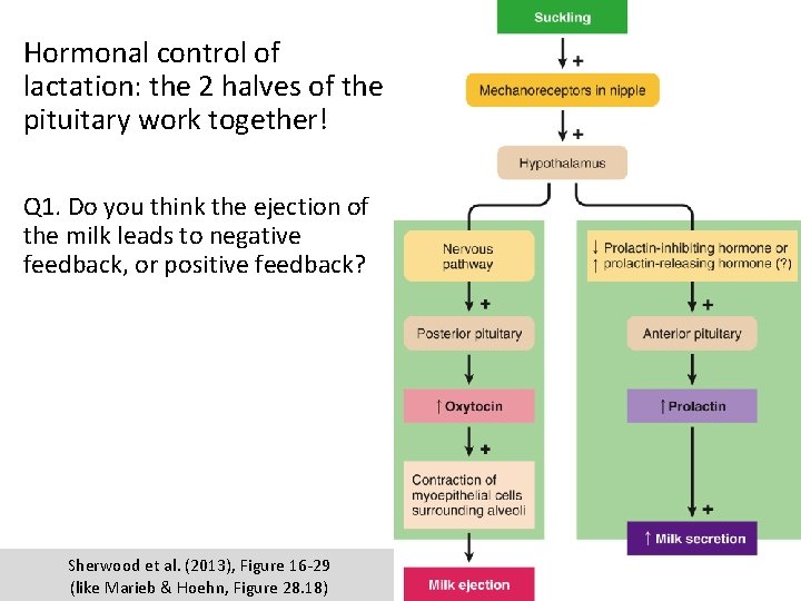 Hormonal control of lactation: the 2 halves of the pituitary work together! Q 1.